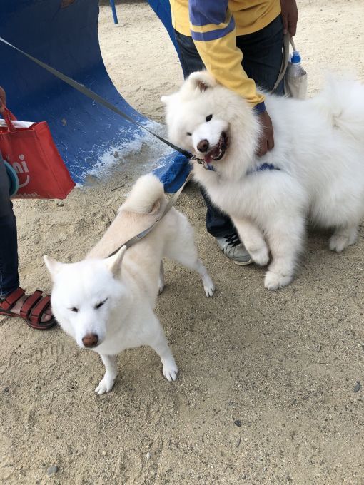 2019年10月前半 インスタ写真集 その2_f0128542_13580874.jpg