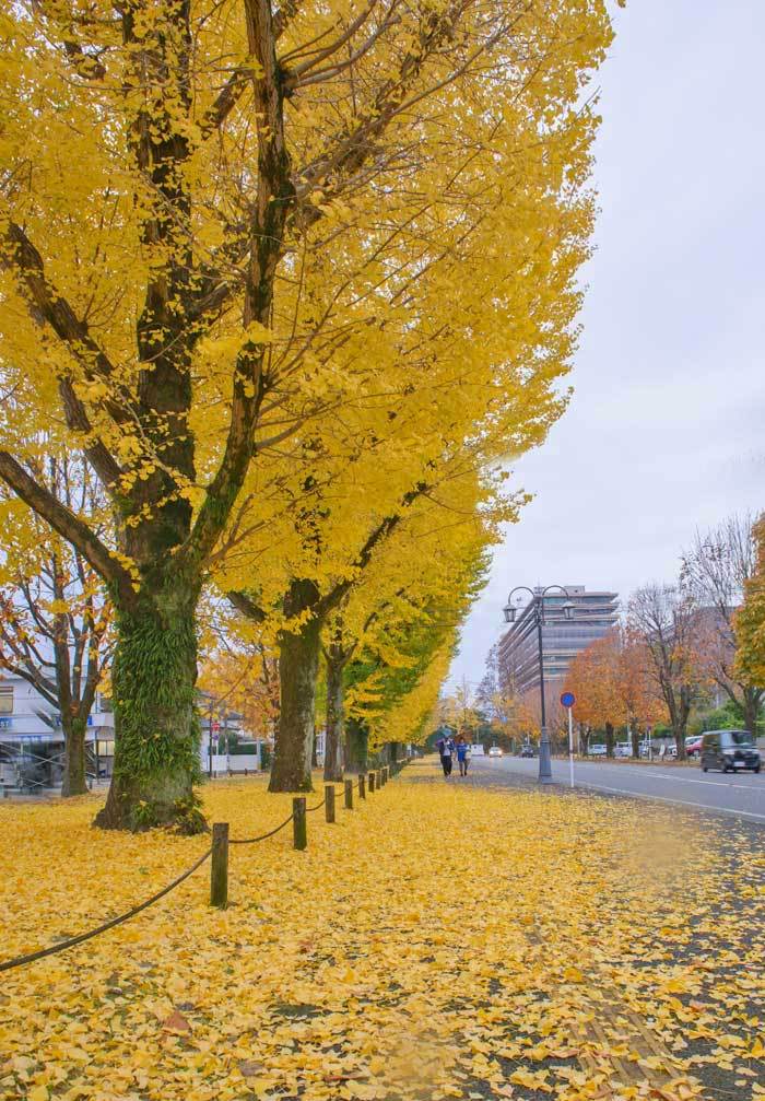 イチョウ並木とluffy像 熊本県庁 チャレンジ 日々の散歩道