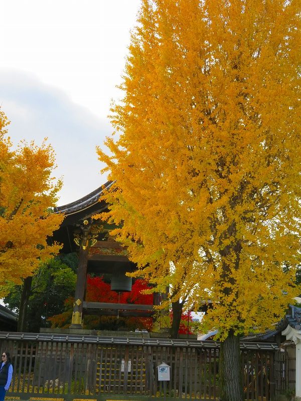 西本願寺「飛雲閣と鐘楼」20191126_e0237645_17063921.jpg