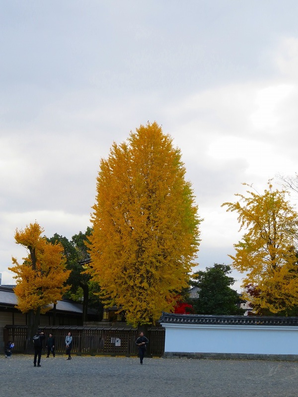西本願寺「飛雲閣と鐘楼」20191126_e0237645_17074889.jpg