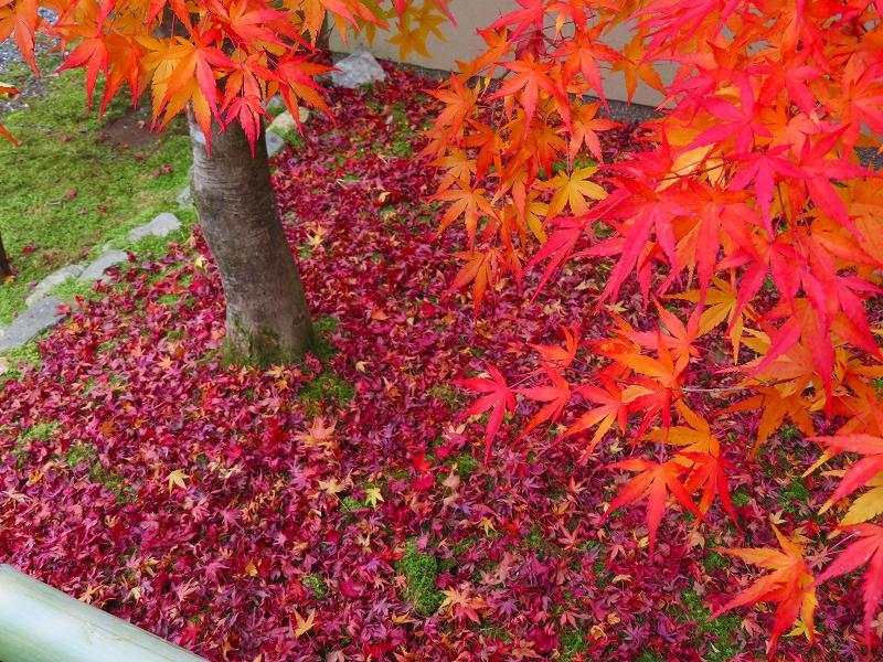 鷹峯「光悦寺の参道・本堂・鐘楼」の紅葉20191126_e0237645_17132040.jpg