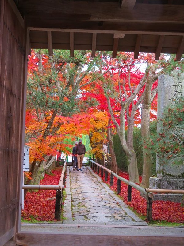 鷹峯「光悦寺の参道・本堂・鐘楼」の紅葉20191126_e0237645_17132050.jpg