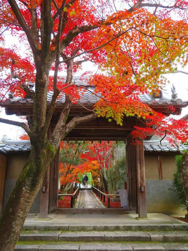 鷹峯「光悦寺の参道・本堂・鐘楼」の紅葉20191126_e0237645_17132067.jpg