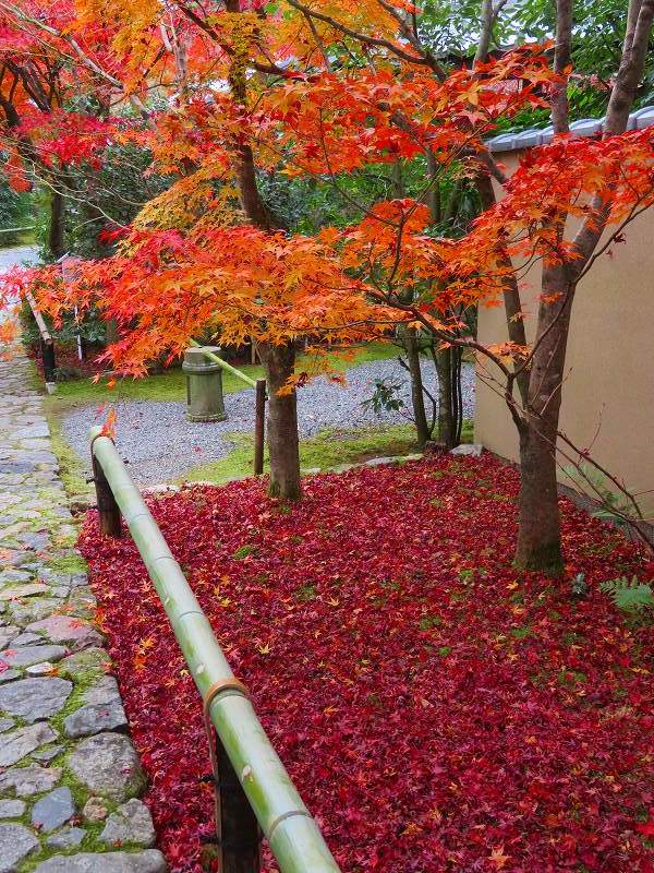 鷹峯「光悦寺の参道・本堂・鐘楼」の紅葉20191126_e0237645_17132088.jpg