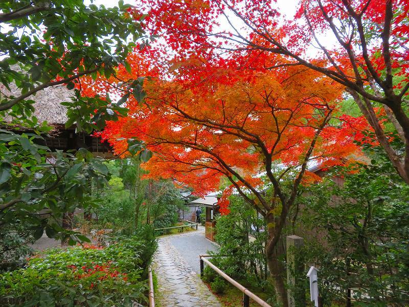 鷹峯「光悦寺の参道・本堂・鐘楼」の紅葉20191126_e0237645_17132165.jpg
