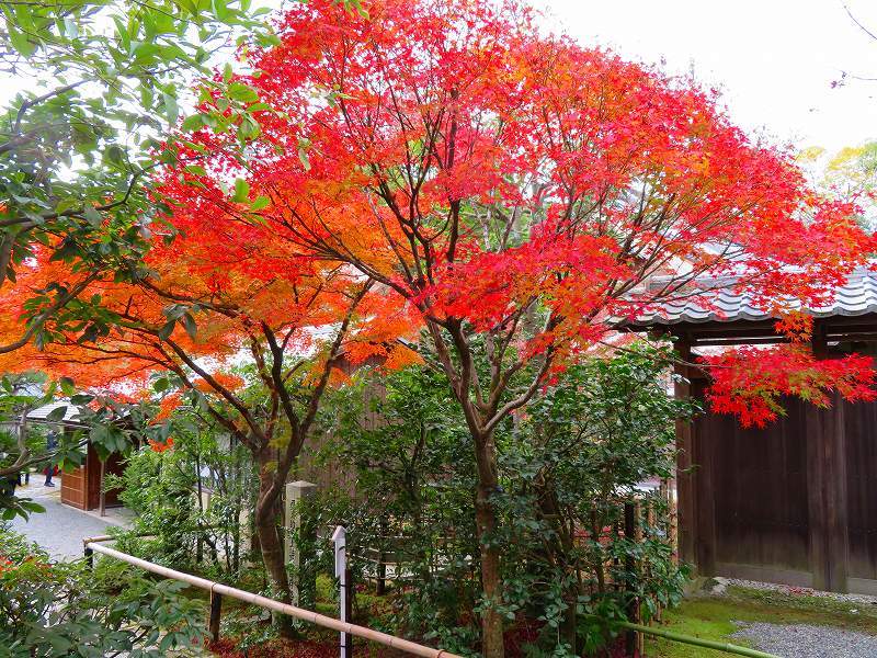 鷹峯「光悦寺の参道・本堂・鐘楼」の紅葉20191126_e0237645_17144402.jpg