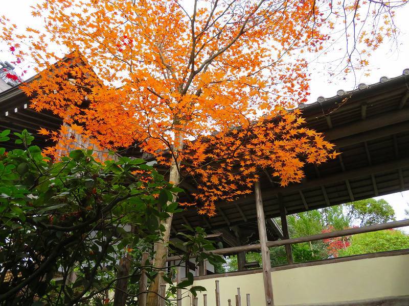 鷹峯「光悦寺の参道・本堂・鐘楼」の紅葉20191126_e0237645_17144475.jpg