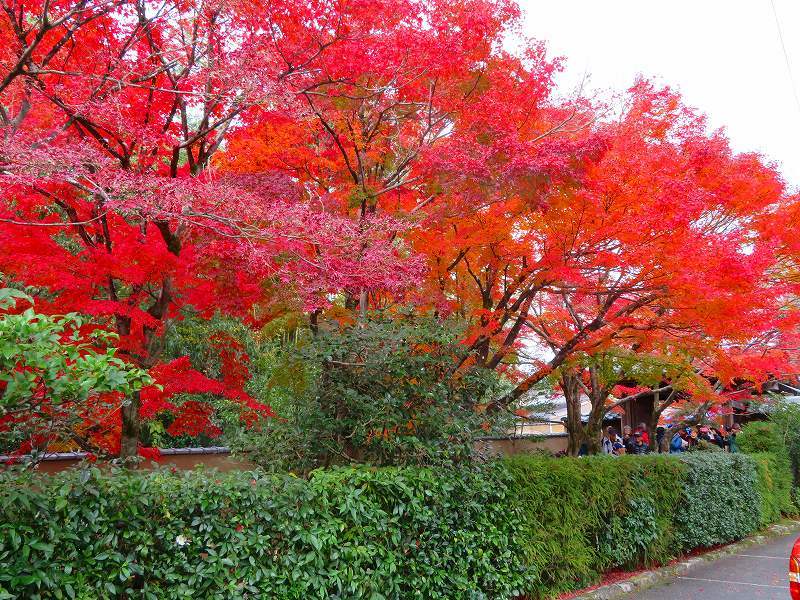 鷹峯「光悦寺の参道・本堂・鐘楼」の紅葉20191126_e0237645_17144483.jpg