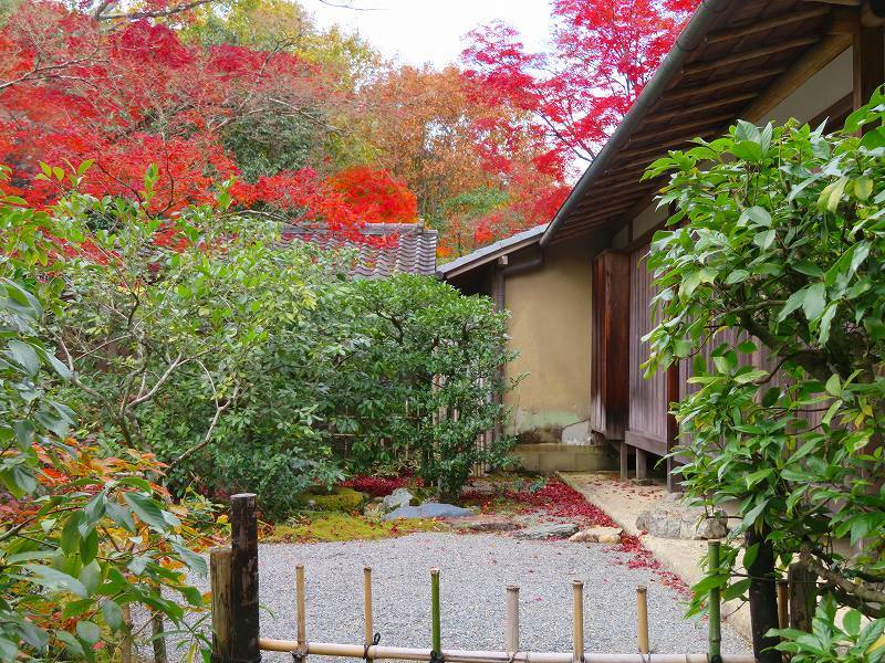 鷹峯「光悦寺庭園の紅葉」20191126_e0237645_17182525.jpg