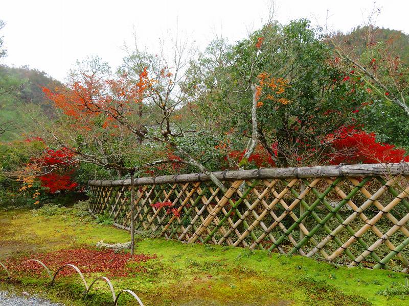 鷹峯「光悦寺庭園の紅葉」20191126_e0237645_17191202.jpg