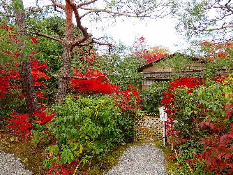 鷹峯「光悦寺庭園の紅葉」20191126_e0237645_17191282.jpg