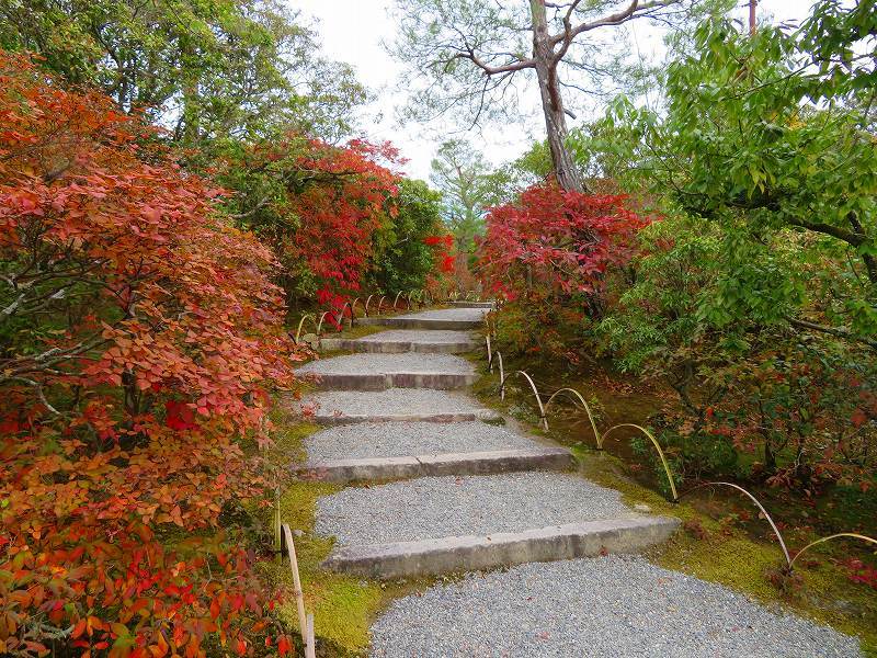 鷹峯「光悦寺庭園の紅葉」20191126_e0237645_17191308.jpg