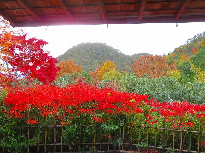 鷹峯「光悦寺庭園の紅葉」20191126_e0237645_17191330.jpg