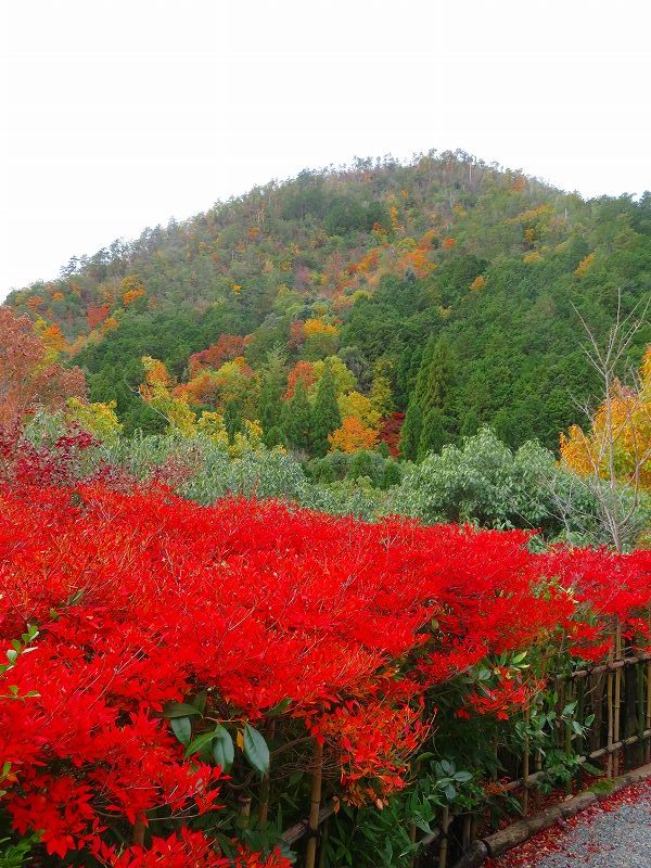 鷹峯「光悦寺庭園の紅葉」20191126_e0237645_17191370.jpg