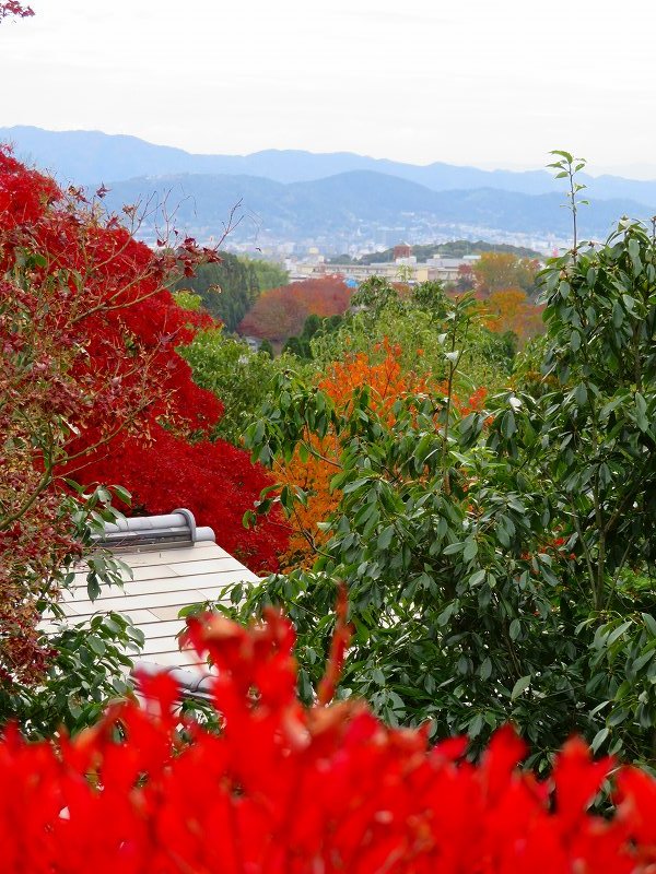 鷹峯「光悦寺庭園の紅葉」20191126_e0237645_17201840.jpg