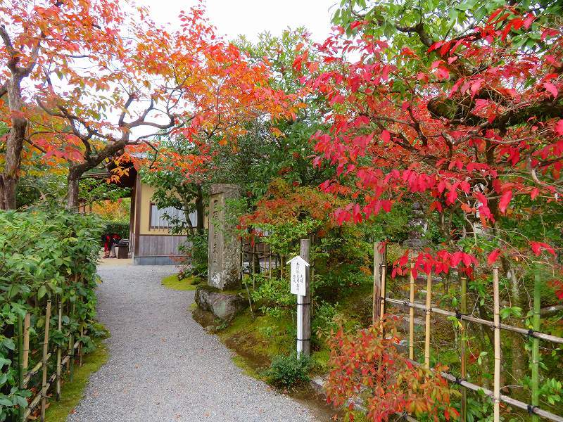 鷹峯「光悦寺庭園の紅葉」20191126_e0237645_17201886.jpg