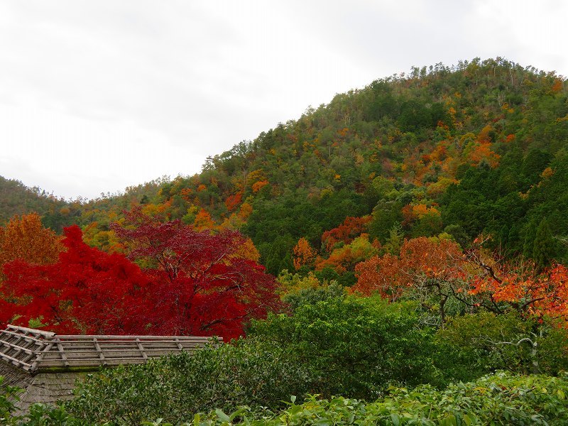 鷹峯「光悦寺庭園の紅葉」20191126_e0237645_17201896.jpg