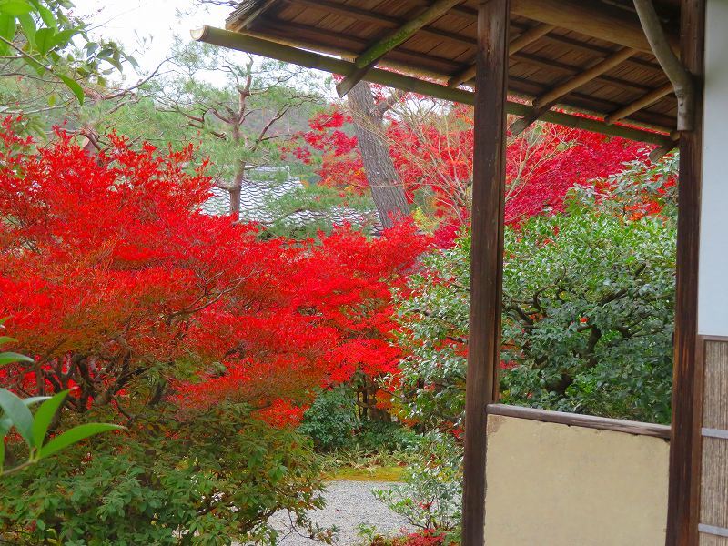 鷹峯「光悦寺庭園の紅葉」20191126_e0237645_17210173.jpg