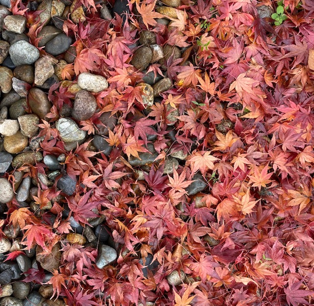 FUKUSHIMA@会津若松 美しい紅葉にサージュを思い出して_a0165160_21501486.jpg