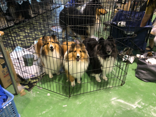 JKC大阪インター 単犬種部会展_f0126965_14203362.jpg