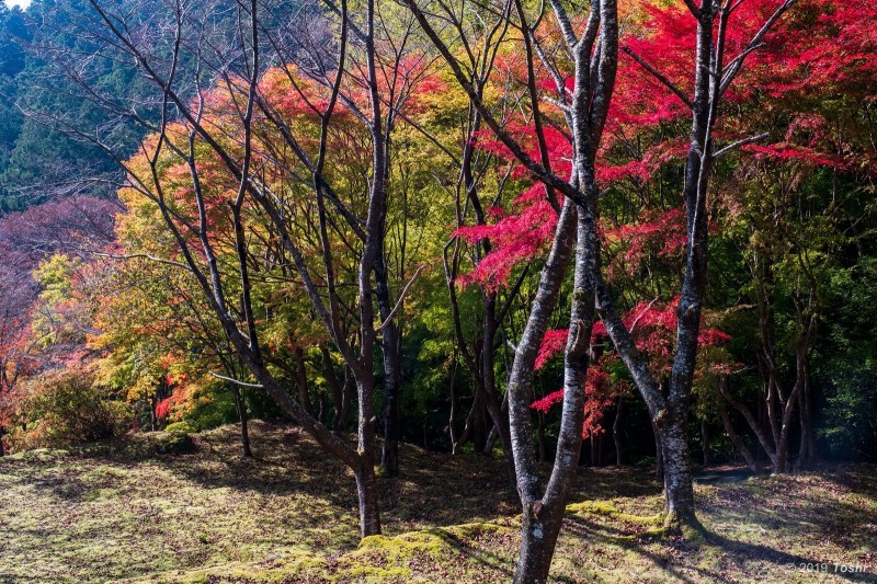 三重県松阪_c0350572_22441769.jpg