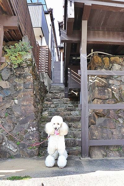 念願の「浜与」さんのしらす丼【旅行9】_b0111376_17511638.jpg