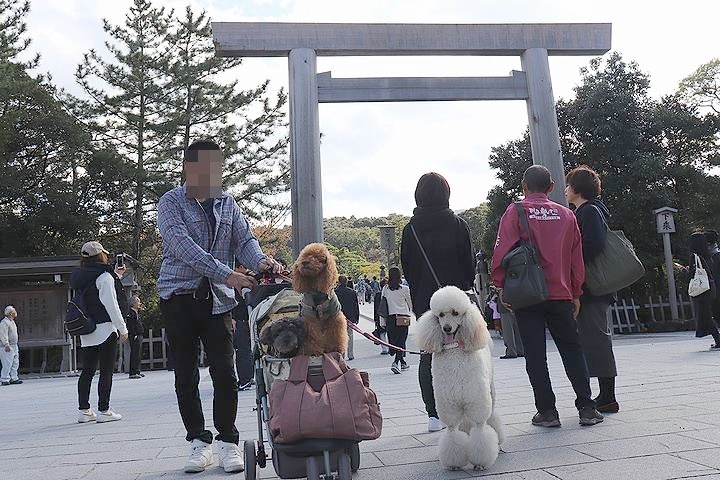 念願の「浜与」さんのしらす丼【旅行9】_b0111376_17521405.jpg