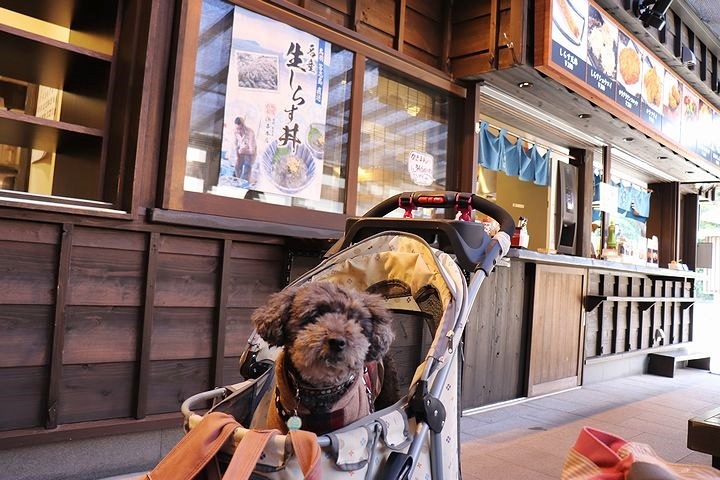 念願の「浜与」さんのしらす丼【旅行9】_b0111376_18102602.jpg