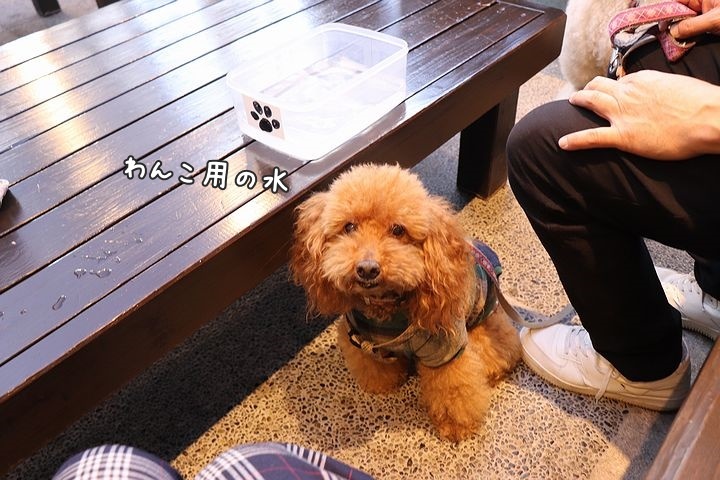 念願の「浜与」さんのしらす丼【旅行9】_b0111376_18140275.jpg