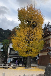寒かったですね~_a0233991_20591642.jpg