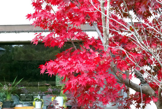スロー紅葉の榊原温泉_b0145296_13025935.jpg