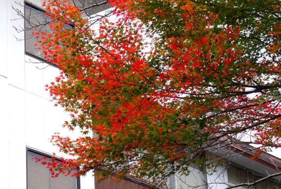 スロー紅葉の榊原温泉_b0145296_13030075.jpg
