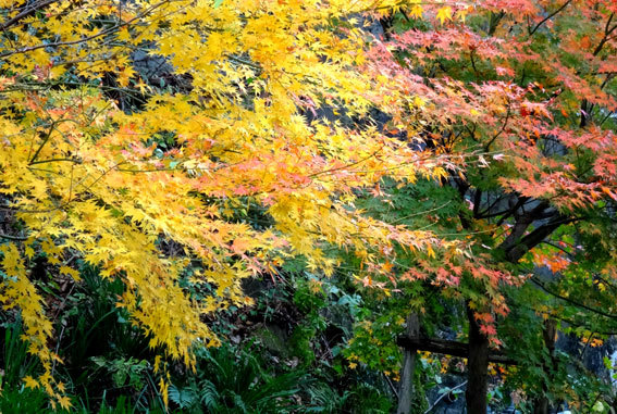 スロー紅葉の榊原温泉_b0145296_13030278.jpg