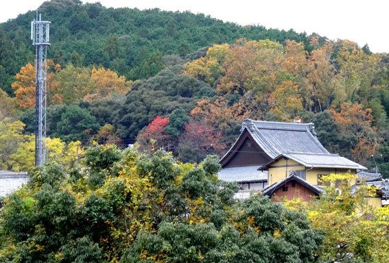 スロー紅葉の榊原温泉_b0145296_13031142.jpg