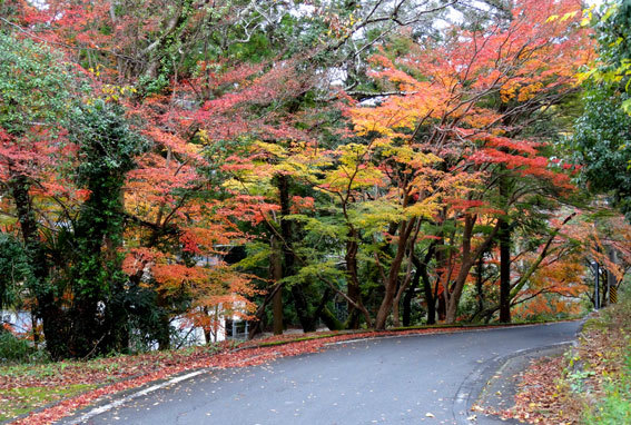 スロー紅葉の榊原温泉_b0145296_13031447.jpg