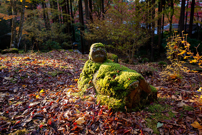 箱根長安寺の紅葉2019 エーデルワイスブログ 箱根長安寺の紅葉2019 エーデルワイスブログ