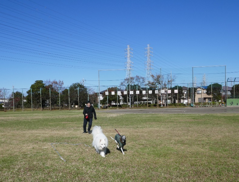 久しぶりの青空＆お日様　　１１月２９日　[金]_e0018604_13471468.jpg