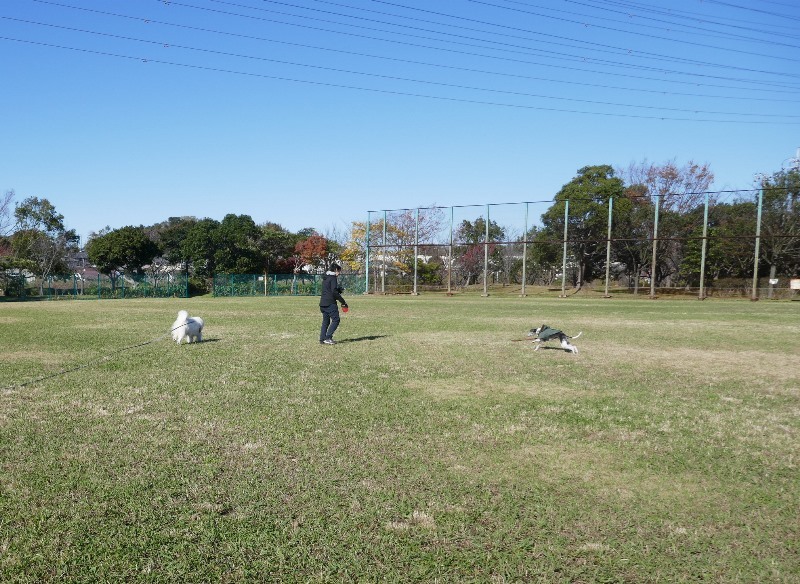 久しぶりの青空＆お日様　　１１月２９日　[金]_e0018604_13480877.jpg