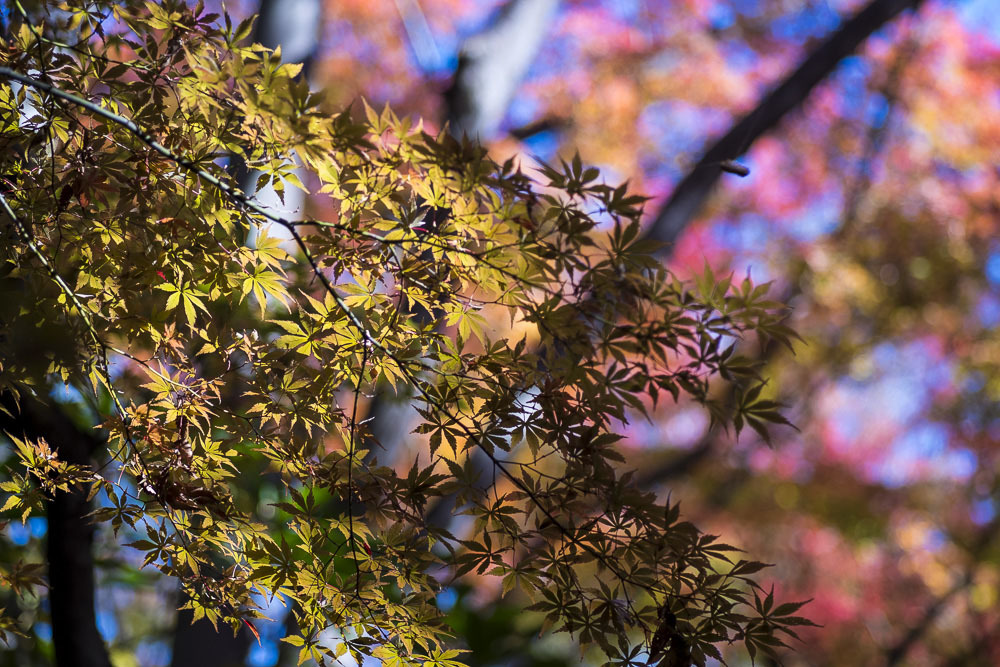 北の丸公園の紅葉 令和元年11月29日撮影 くにちゃん4 撮影散歩