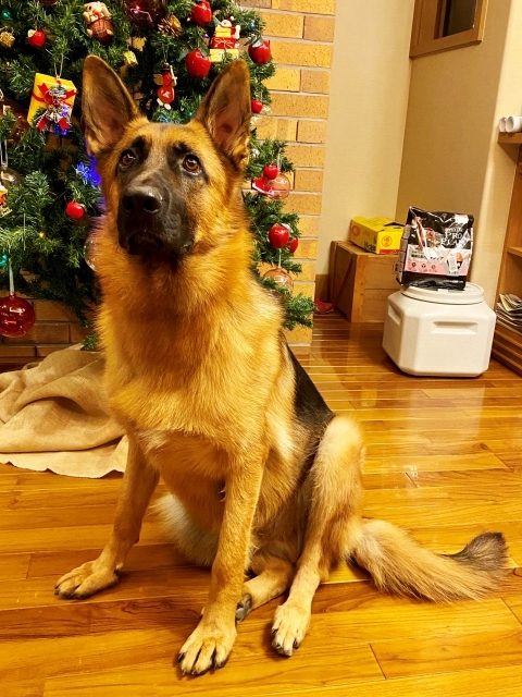 シェパードとクリスマスツリー_d0360206_00382446.jpg
