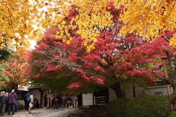 紅葉の盛り　龍安寺1_e0048413_21355863.jpg