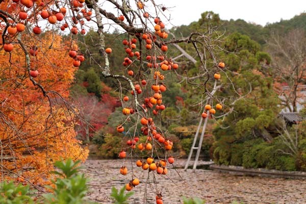 紅葉の盛り　龍安寺2_e0048413_22325044.jpg