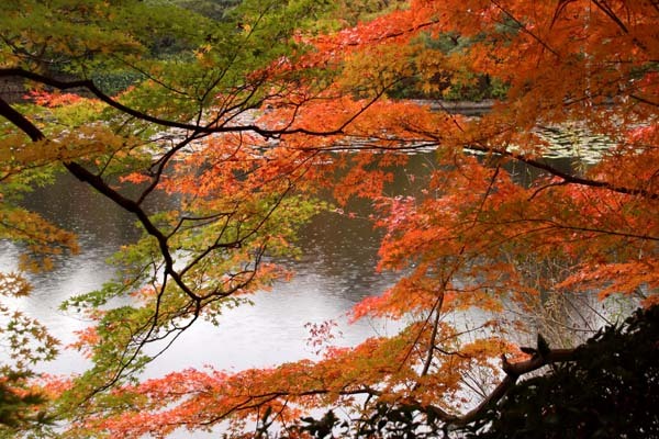 紅葉の盛り　龍安寺2_e0048413_22325338.jpg