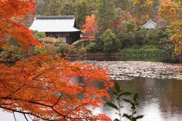 紅葉の盛り　龍安寺2_e0048413_22325719.jpg