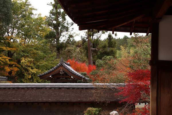 紅葉の盛り　龍安寺2_e0048413_23020925.jpg
