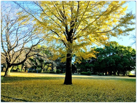 * ギリ!晩秋 *_d0317115_20112678.jpg