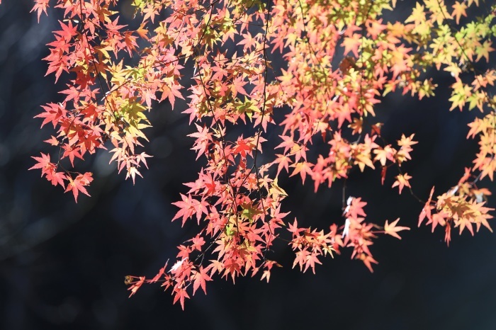 大平山の紅葉・・・(4226)_e0349324_19052440.jpg