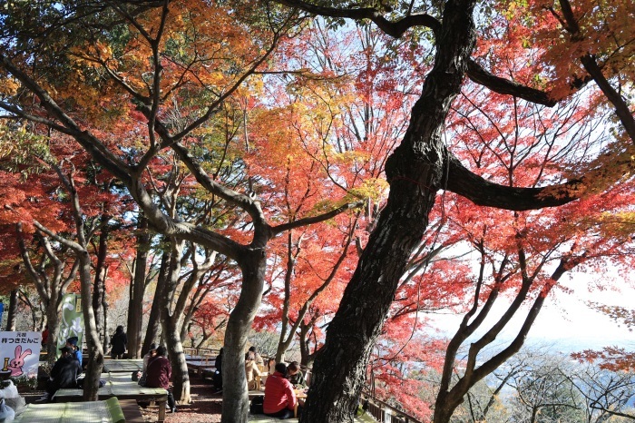 大平山の紅葉・・・(4226)_e0349324_19063478.jpg