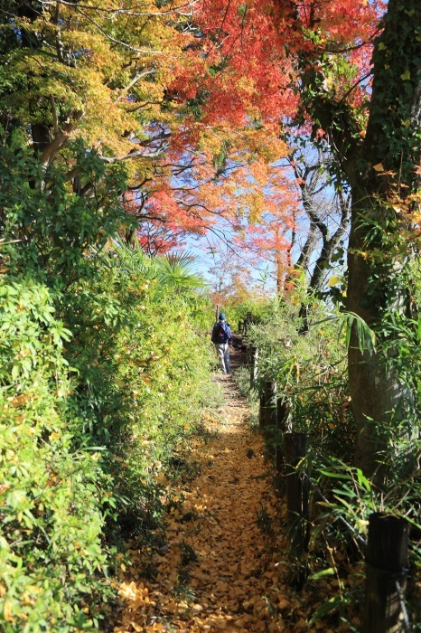 大平山の紅葉・・・(4226)_e0349324_19131218.jpg