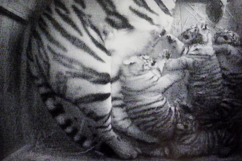 アムールトラの赤ちゃん モニター映像 動物園放浪記 アムールトラの赤ちゃん モニター映像 動物園放浪記